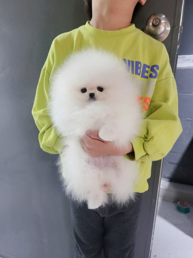  혈통좋은 명문견사출신 화이트포메라니안 분양 집합소