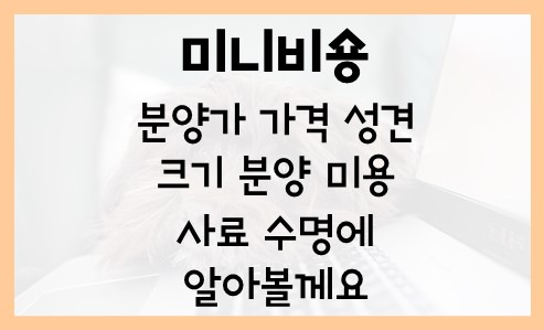  미니비숑 분양가 가격 성견 크기 분양 미용 3개월 4개월 사료 수명