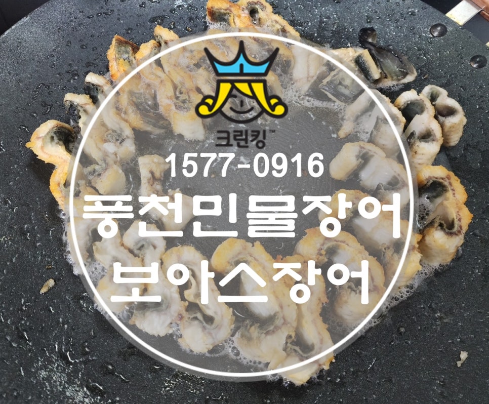 보아스장어 사진 1