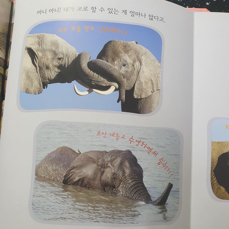 아기 코끼리가 먹고 있어요