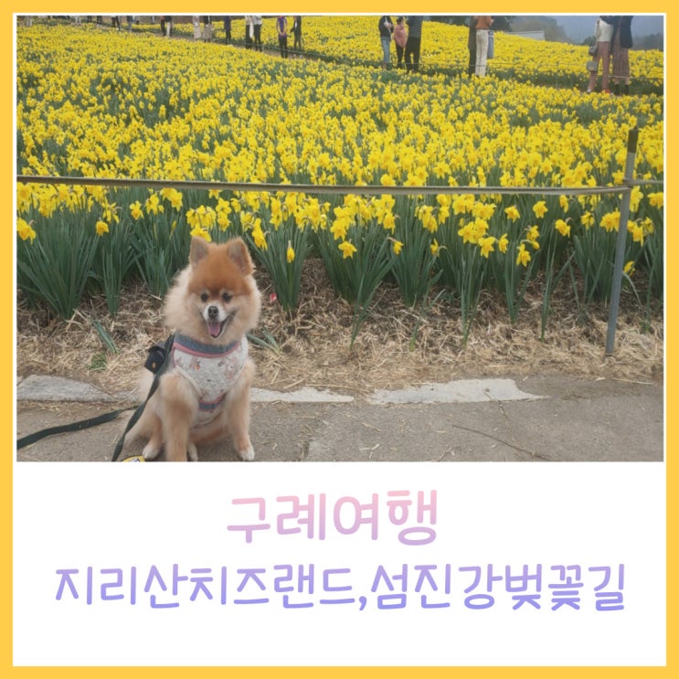  구례반려견동반여행 지리산치즈랜드,섬진강변벚꽃길 솔직후기