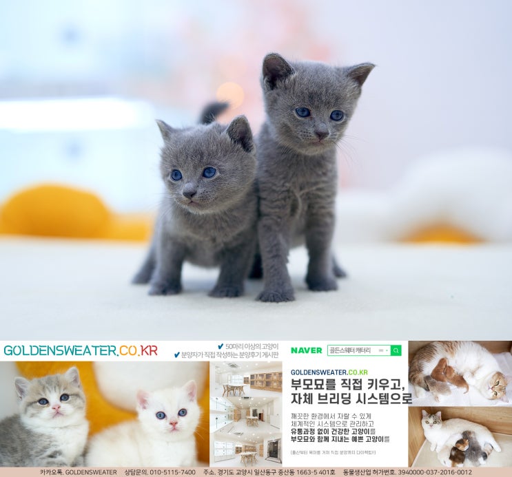  일산고양이분양 마음을 놓고 편안한 날이었어요.