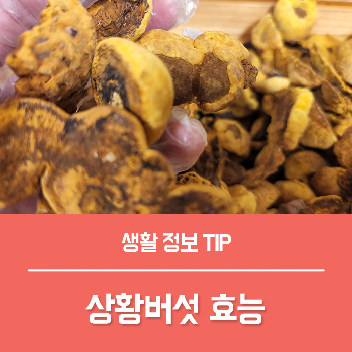  상황버섯 효능 TOP4, 상황버섯물 끓이는법, 뽕나무 상황버섯차 효능 부작용