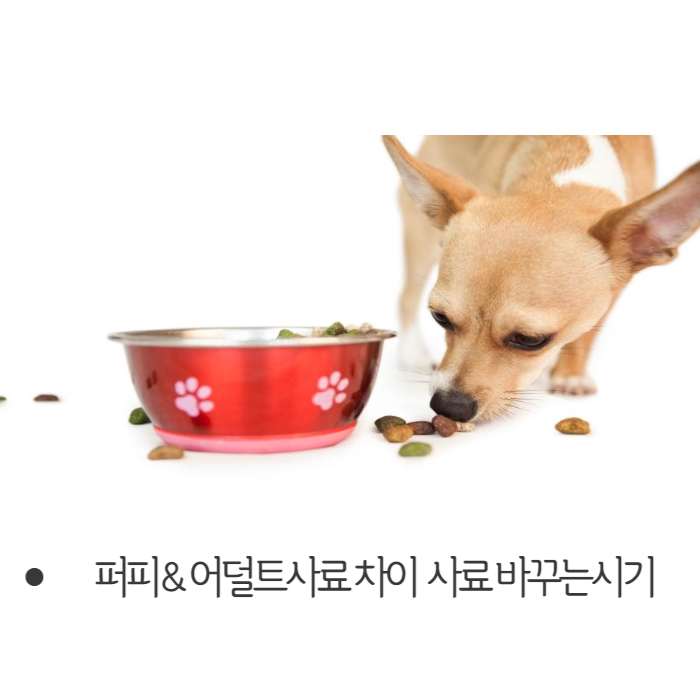  강아지사료 퍼피용 어덜트용 차이점, 사료 바꾸는시기