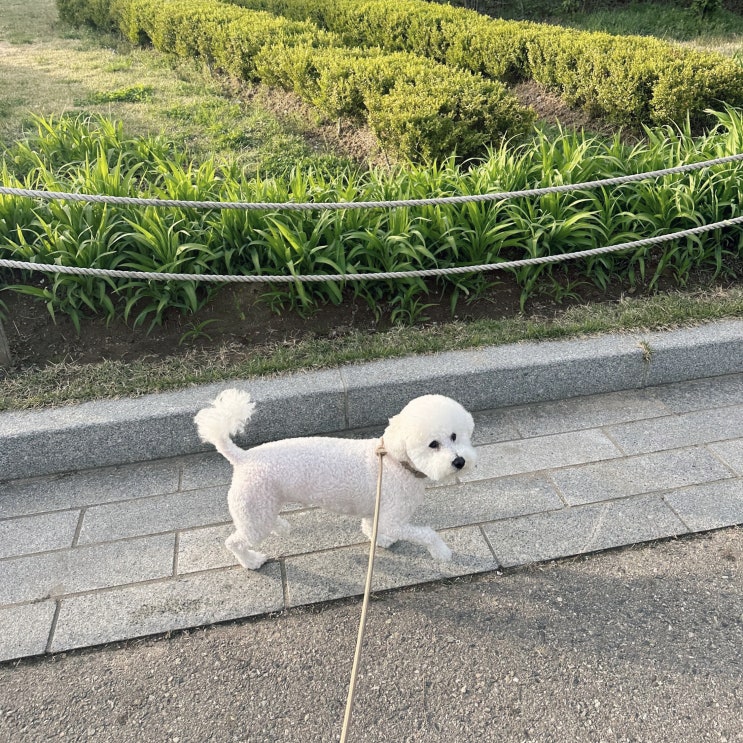  강아지 꼬순내, 매일 맡고있는 입장에서 알려드릴게요