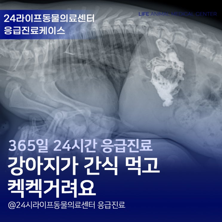 대구24시동물병원 강아지 응급내시경 강아지가 간식 먹고 켁켁거려요 대구24시동물병원 강아지 응급내시경 강아지가 간식 먹고 켁켁거려요