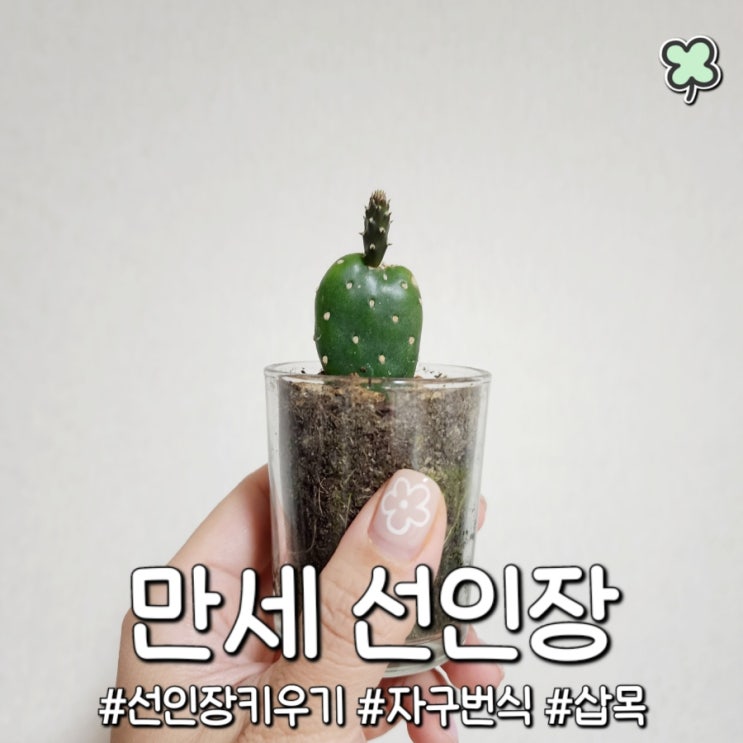 만세 선인장 자구 삽목하여 번식하기