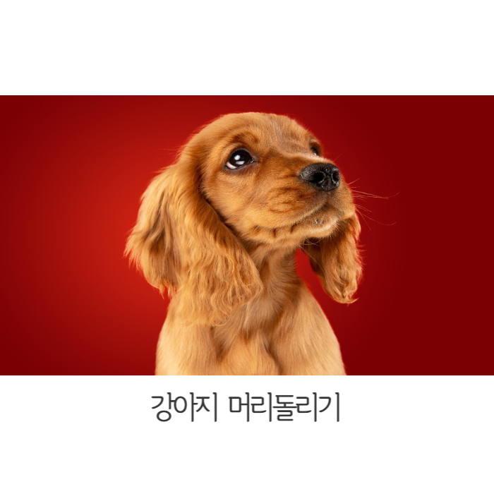  강아지 머리돌리기