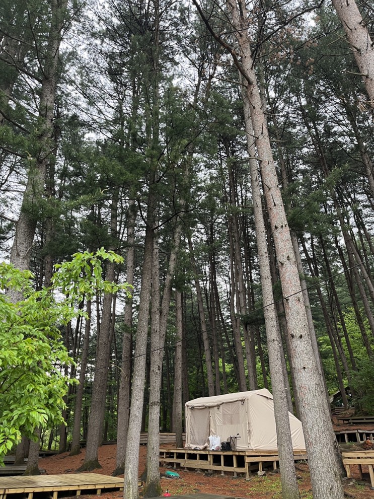가평 푸른숲캠핑장-예약하기 쉬운 잣나무 숲속 뷰 캠핑장