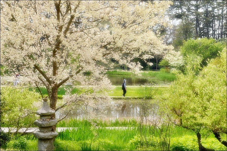  천리포수목원 꽃구경