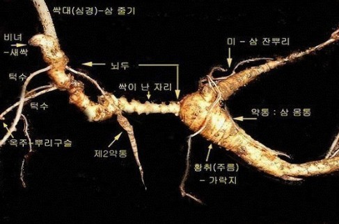  산삼 이야기 6