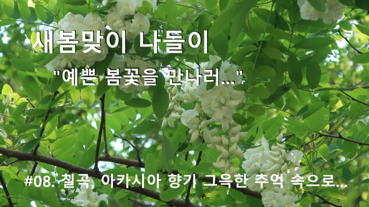 #08. 칠곡, 아카시아 향기 그윽한 추억 속으로... #08. 칠곡, 아카시아 향기 그윽한 추억 속으로...