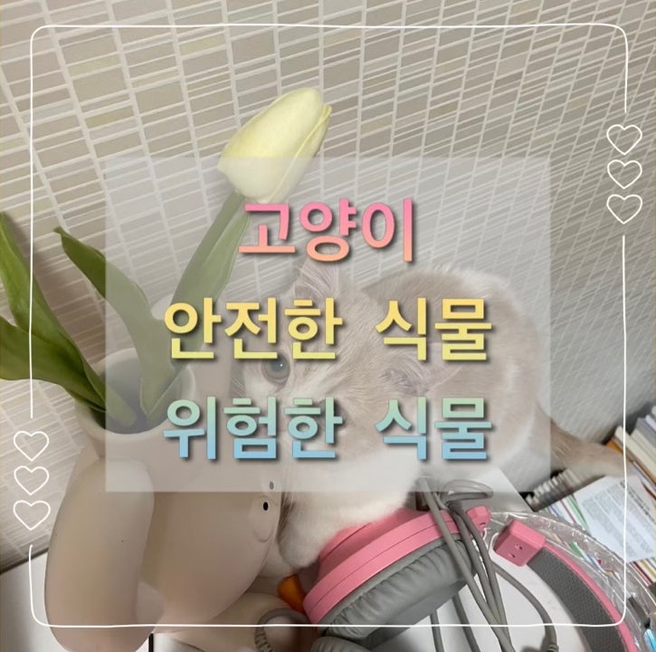  고양이 키우는 집 식물 있어도 괜찮을까? 고양이한테 안전한 식물, 고양이한테 위험한 식물 및 증상