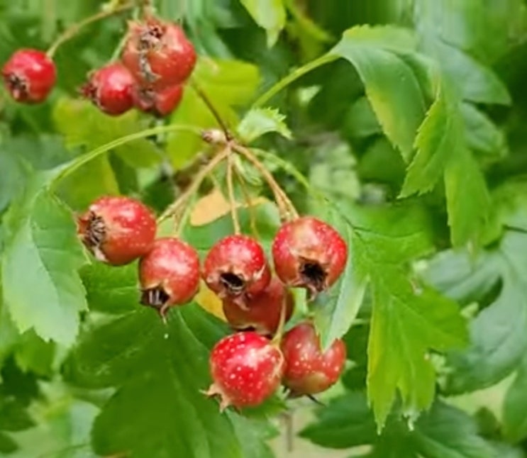 천연 소화제 소화기 질환에 좋은 산사나무 열매 효능 천연 소화제 소화기 질환에 좋은 산사나무 열매 효능