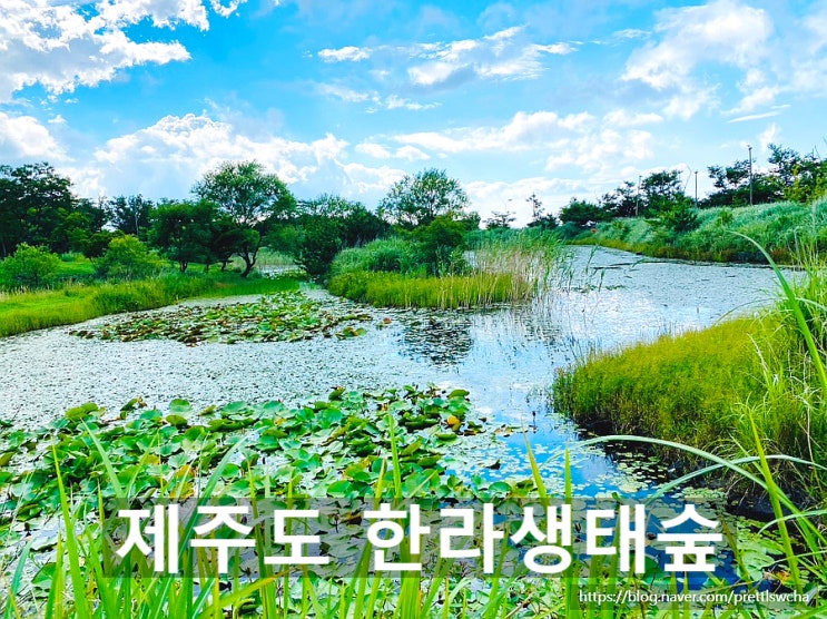  제주 한라생태숲 숲해설 예약과 유아숲체험 이용시간 안내