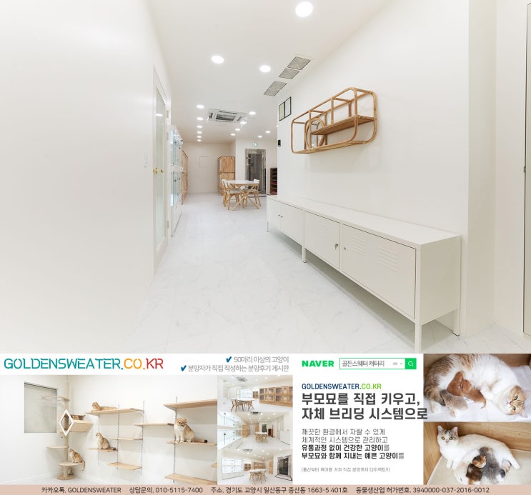  파주고양이분양 일산에 사는 지나는 어느 날