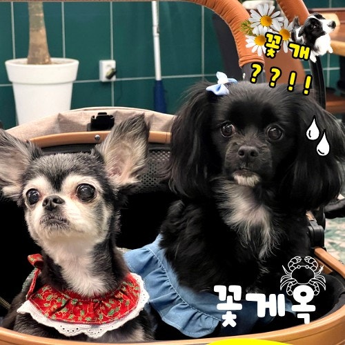  남양주 화도 애견동반 꽃게옥 북한강점 내돈내산