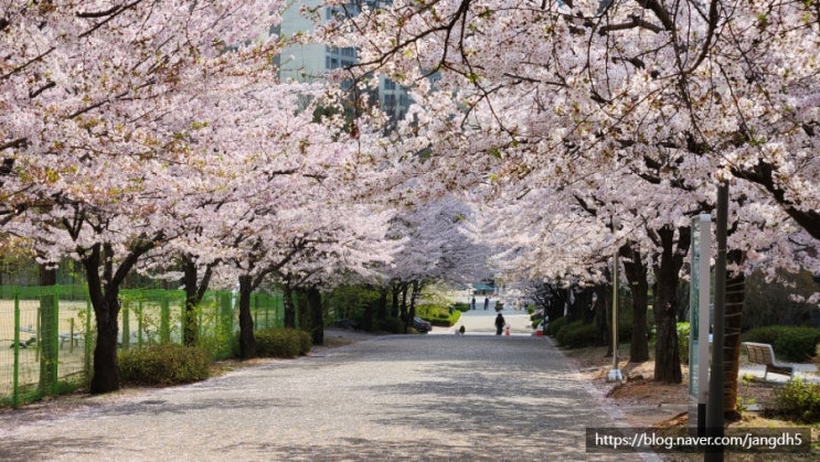 군포 벚꽃 예쁜 거리--- 산본 중학교 앞거리, 산본성당 앞거리, 레미안 아퍼트 안 거리, 중심상가 대로