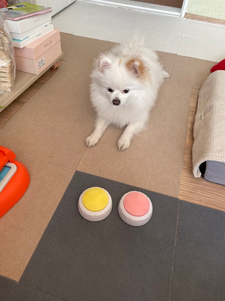  리스펫 강아지 녹음벨 훈련하기