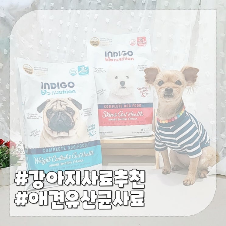 애견 유산균 사료 인디고 포독 강아지사료 추천해요