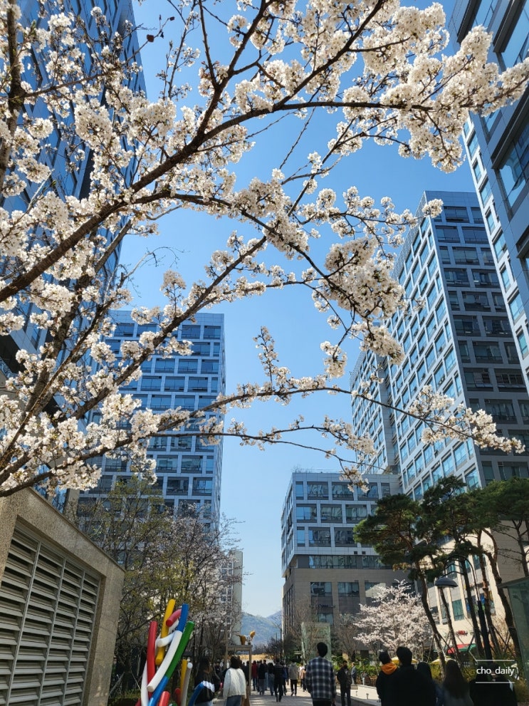  3월 27일 월요일 : 벚꽃