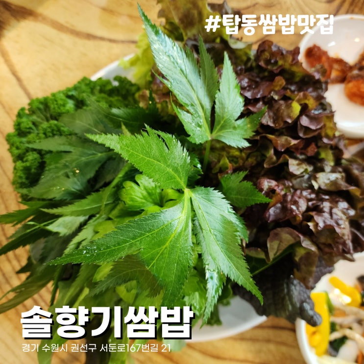  [수원/탑동맛집] 직접 키운 신선한 채소 경기상상캠퍼스 쌈밥맛집 솔향기쌈밥