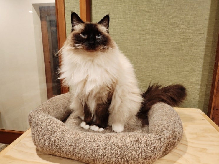  버만 고양이 유래 특징 성격 대형묘 여신의 은총 받은 신성한 묘종