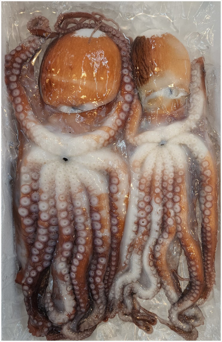  수산물 전문가가 알려주는 문어에 대한 이야기(피문어,돌문어)
