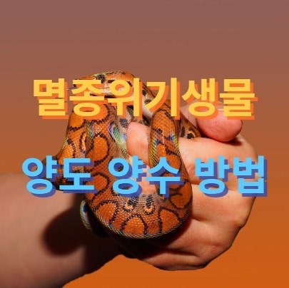  사이테스 (CITES) 국제적 멸종위기생물 양도양수 방법 / 신고서 서류 작성 / 볼파이톤 분양