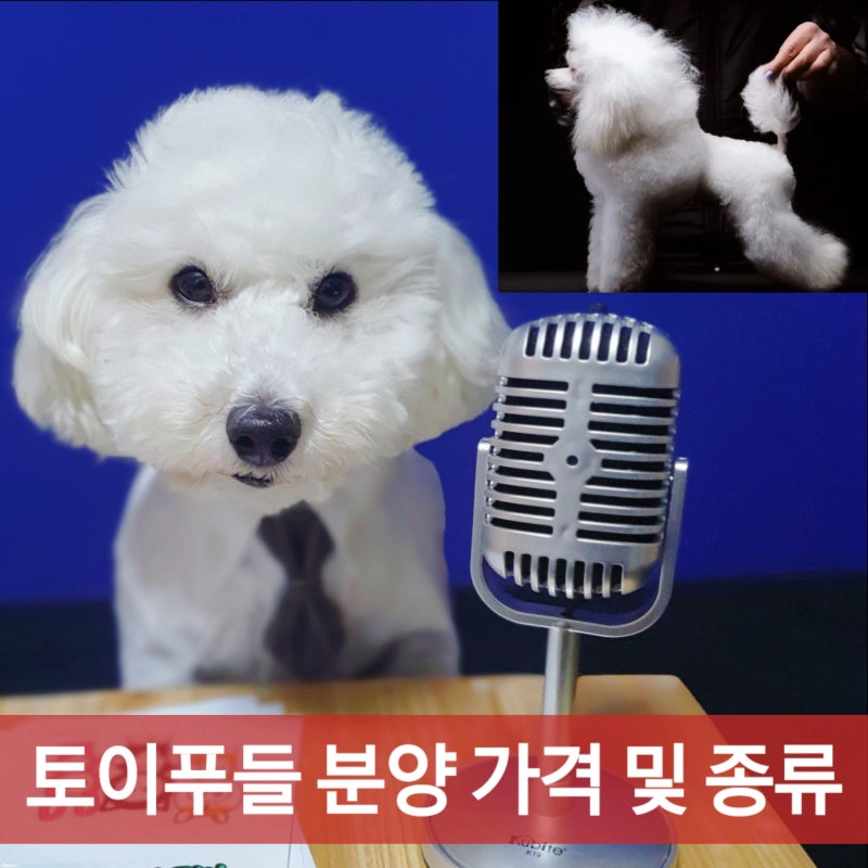 토이푸들 분양 가격 종류 성격 자세히 알려드려요 : 네이버 블로그