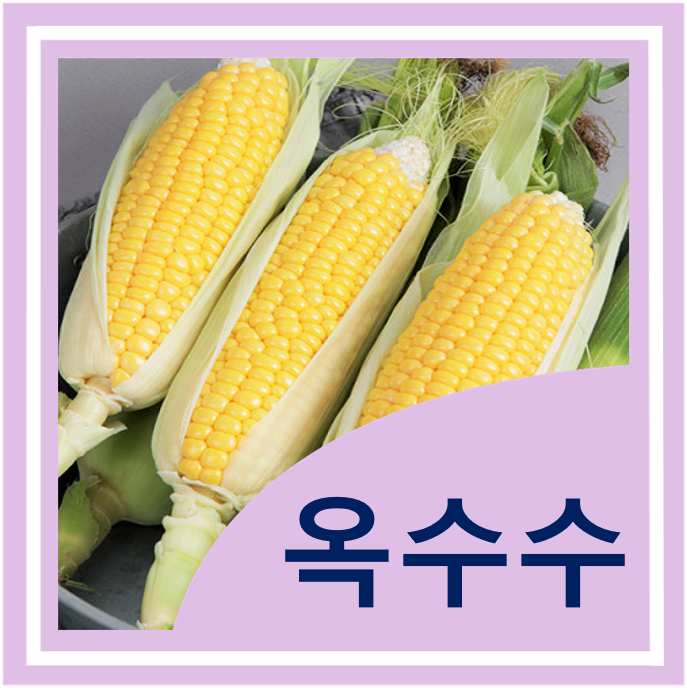  옥수수 효능 활용 부작용 (치아건강에 좋은 옥수수대)