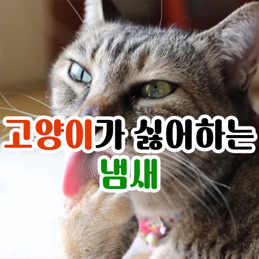  고양이가 싫어하는 냄새