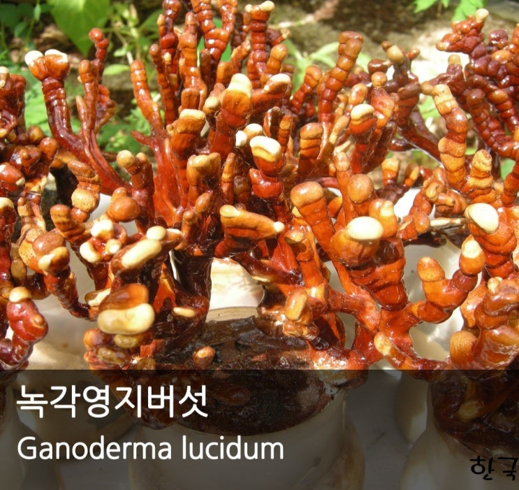  신경쇠약과 불면증을 치료하는 녹각영지버섯