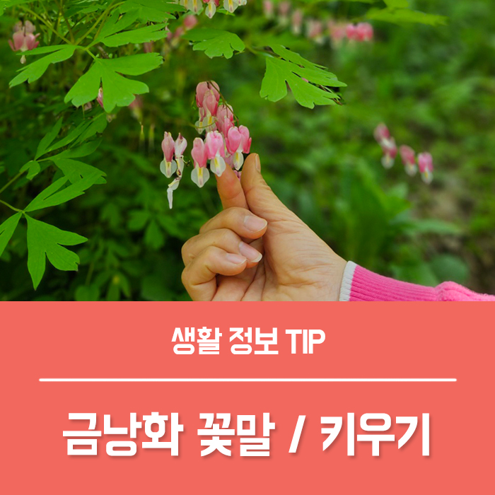  금낭화 꽃말 금낭화 키우기 효능 부작용은?