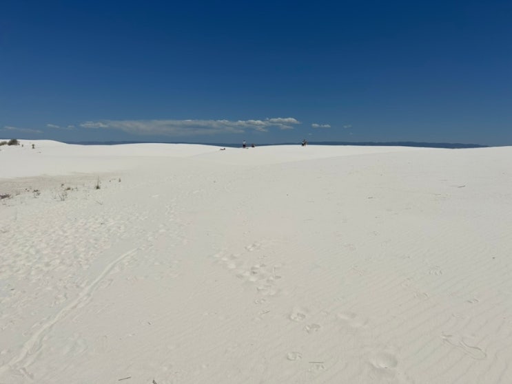  [뉴멕시코 여행] 작열하는 설원! 화이트 샌즈 국립공원 (White Sands National Park)
