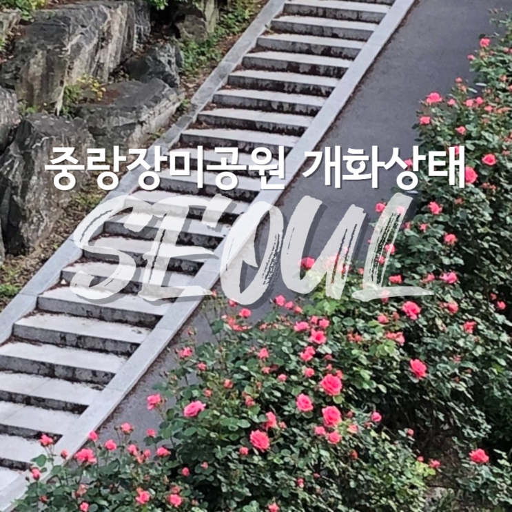  서울 장미축제 중랑장미공원 장미 개화 상태 (5/10기준)