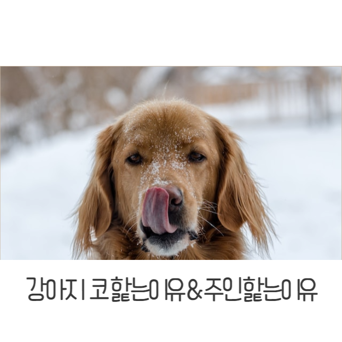  강아지 코를 핥는이유&주인 핥는이유