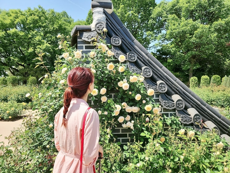  전주 5월 가볼만한곳 장미 보러 전주수목원 아이와 함께 가세요