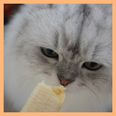 고양이 바나나 먹어도 되는 과일 맞을까? : 네이버 블로그