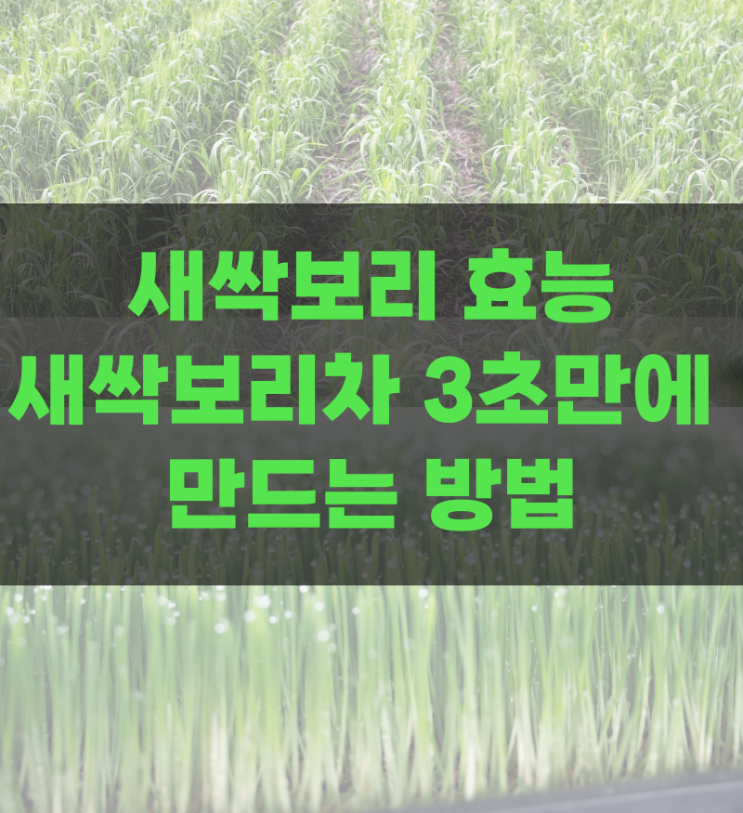  새싹보리 효능 새싹보리차 3초만에 만드는 방법