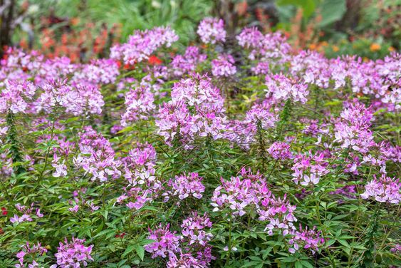  백리향(Thymus quinquecostatus) 관리 방법