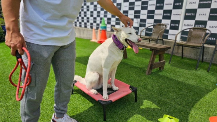  서울인근애견운동장:) 라드독