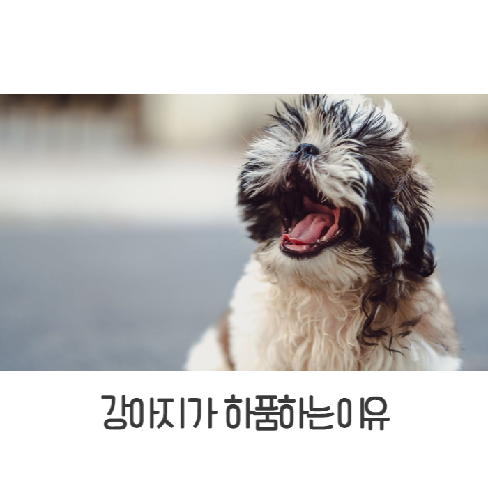  강아지 하품하는이유