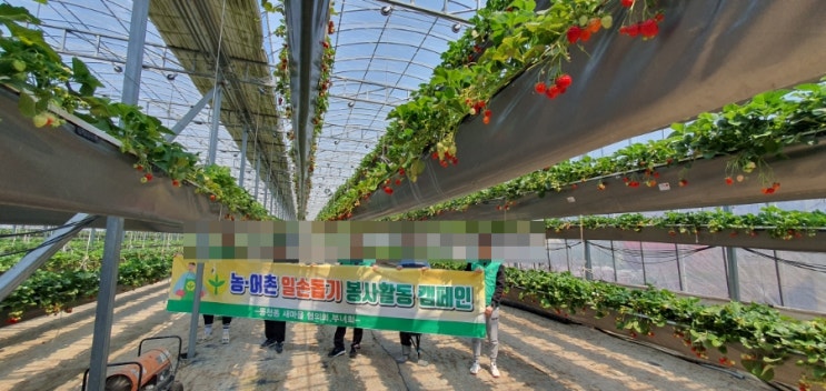  새마을 농촌 일손돕기(하늘딸기농원)