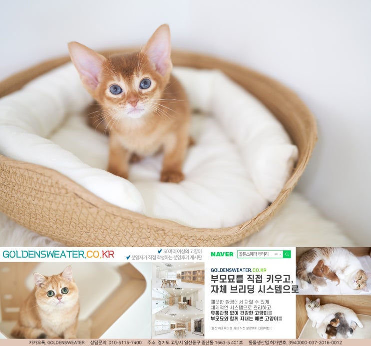  김포고양이분양 항상 아비시니안 고양이의 아름다운 외모와