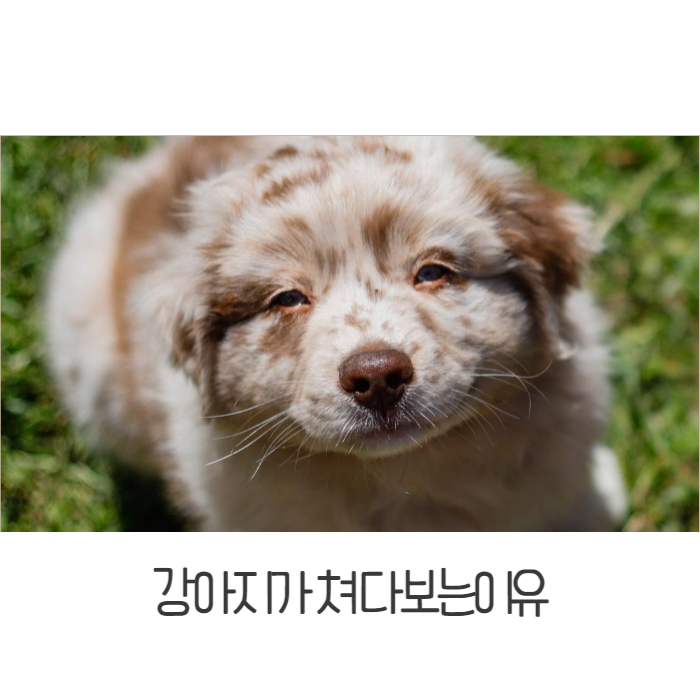  강아지가 쳐다보는이유