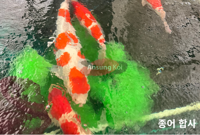 2023년 비단잉어 미선별 치어 분양 시작합니다.(홍백, 대정삼색, 소화삼색, 다이아플버코, 구문룡변종 ,버터플라이코이 치어 ...
