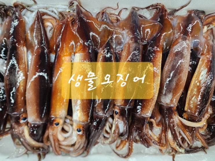  살오징어,생물오징어,수산물도매,삼풍수산(금어기해제)