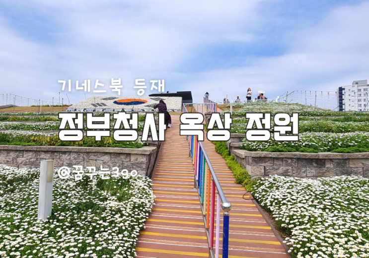  세종청사 옥상정원 관람 예약 및 주차 정보 샤스타데이지 명소