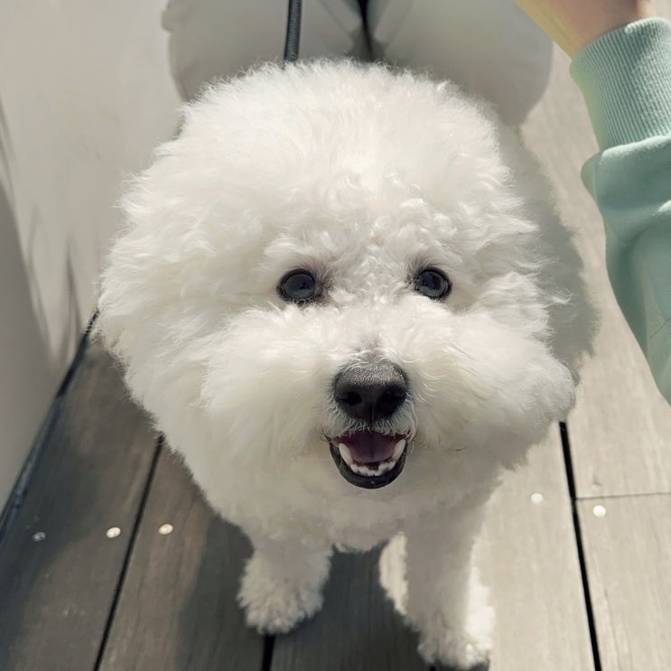 강아지 결막염 원인과 증상 그리고 예방법